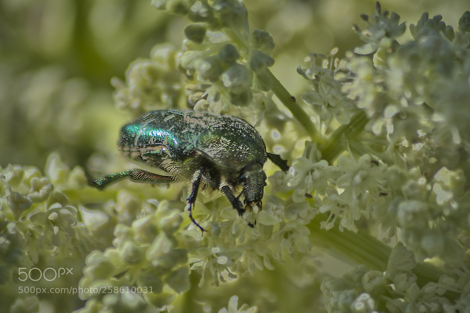 Nikon D7100 sample photo. Beetle auf rhabarber photography