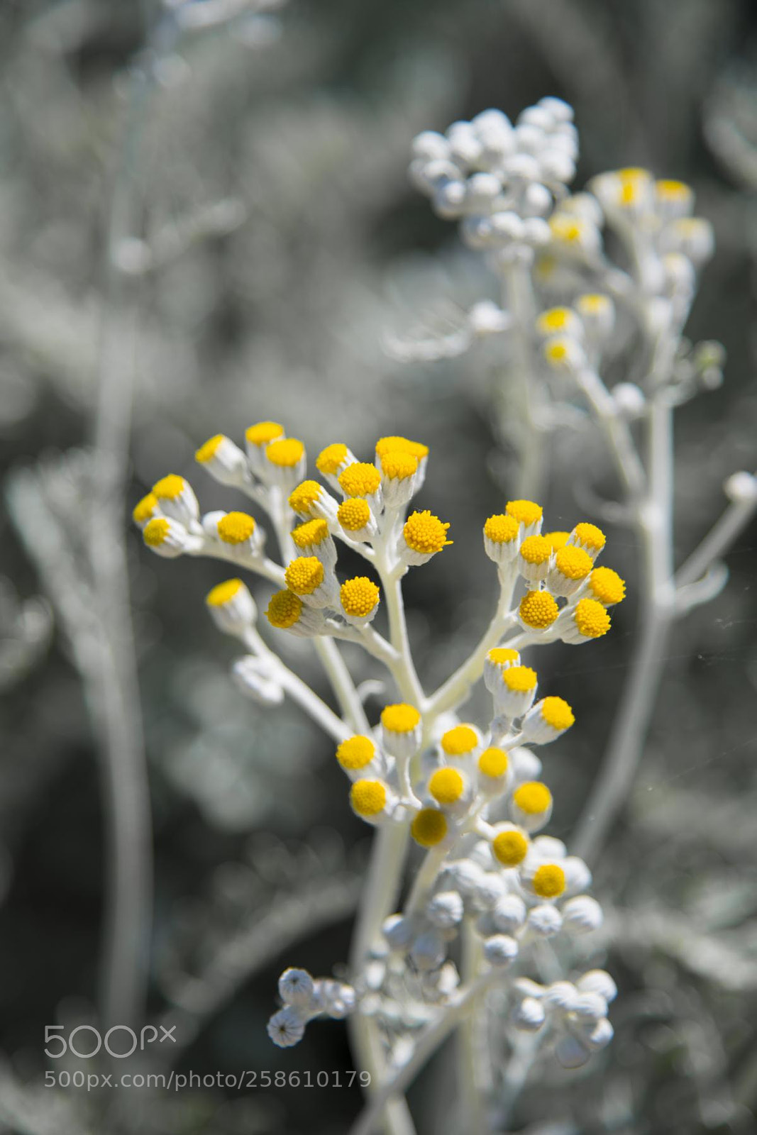 Nikon D850 sample photo. Flowers at the beach photography