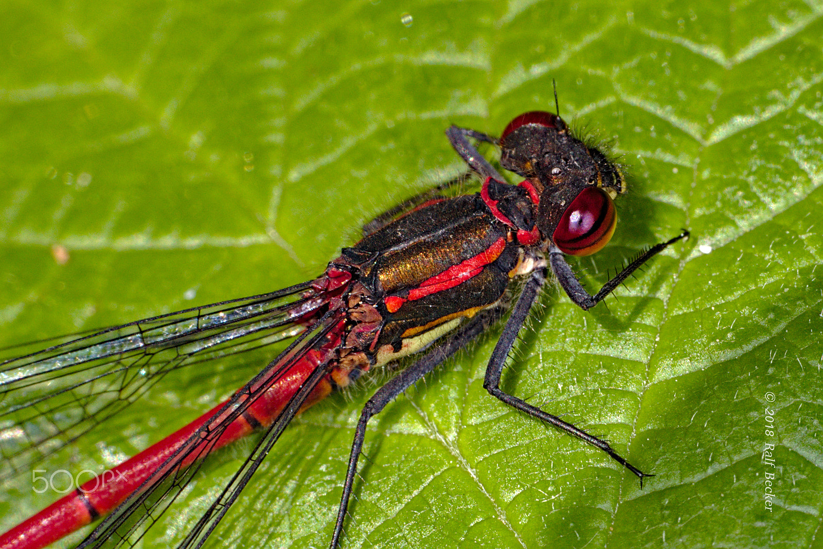 Canon EF 100mm F2.8L Macro IS USM sample photo. Adnoislibelle beim sonnenbad photography