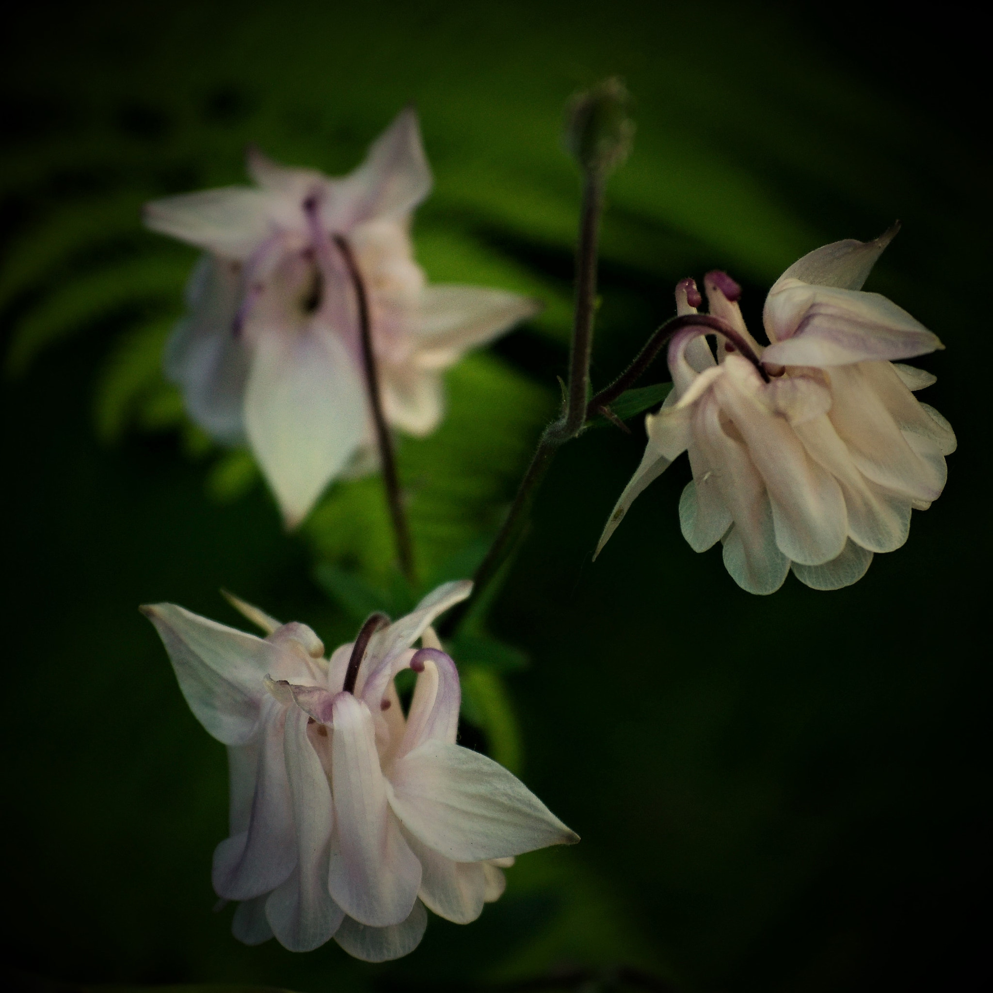 Nikon D5100 sample photo. Down photography