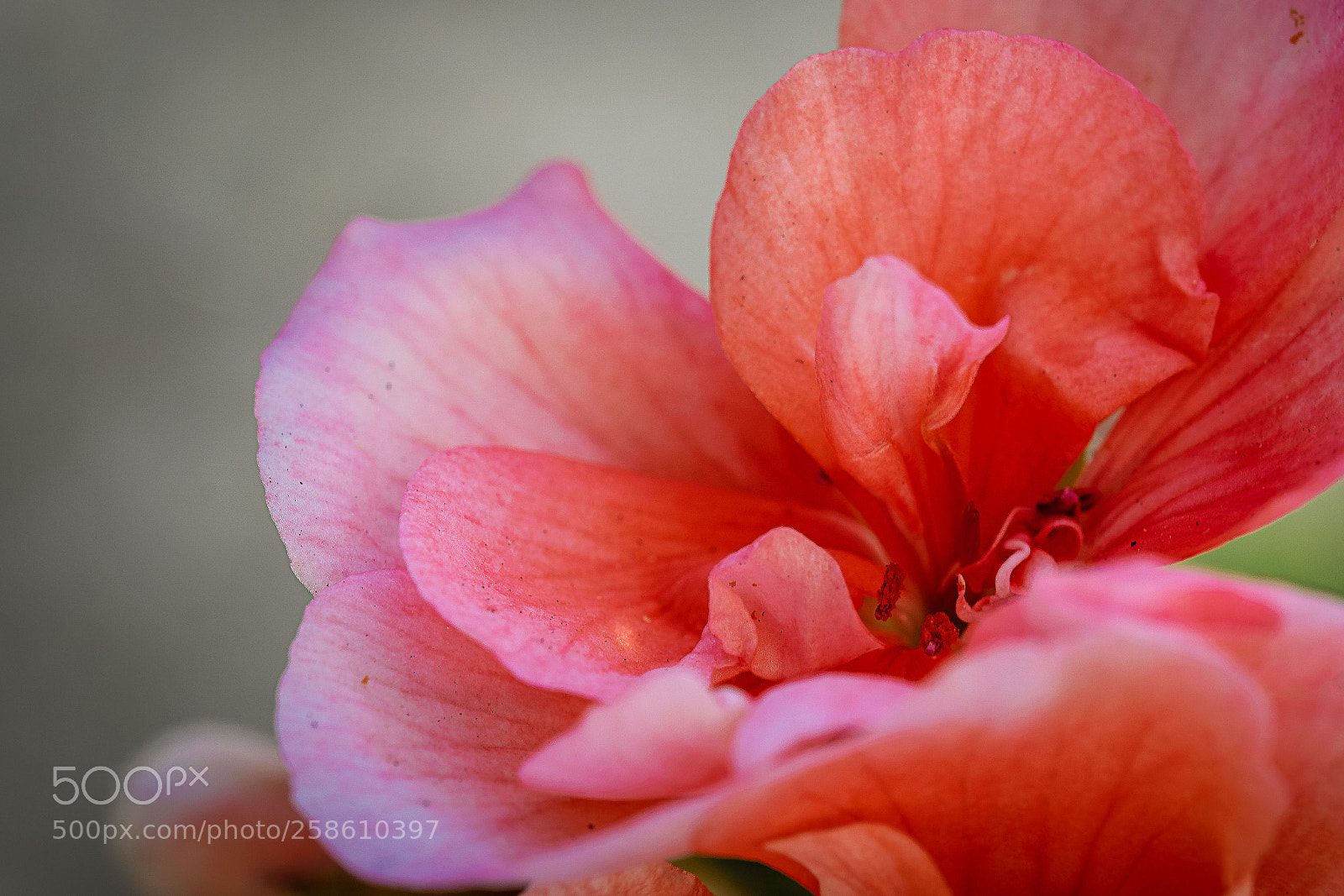 Nikon D5300 sample photo. Flores do campo viii photography