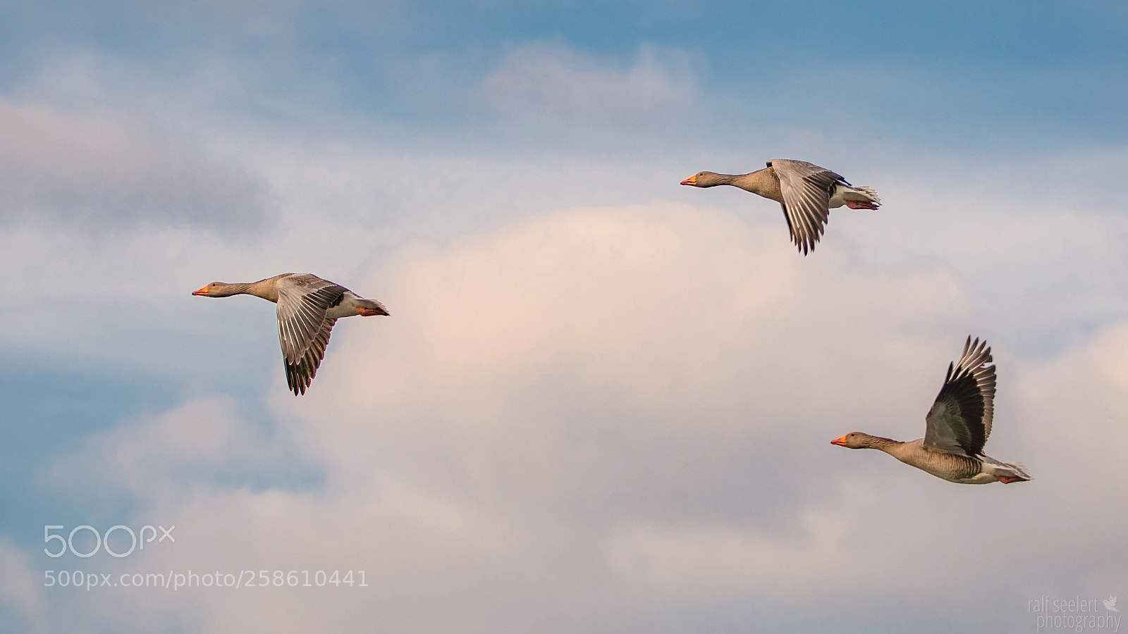 Sony a6500 sample photo. Goose flyby photography
