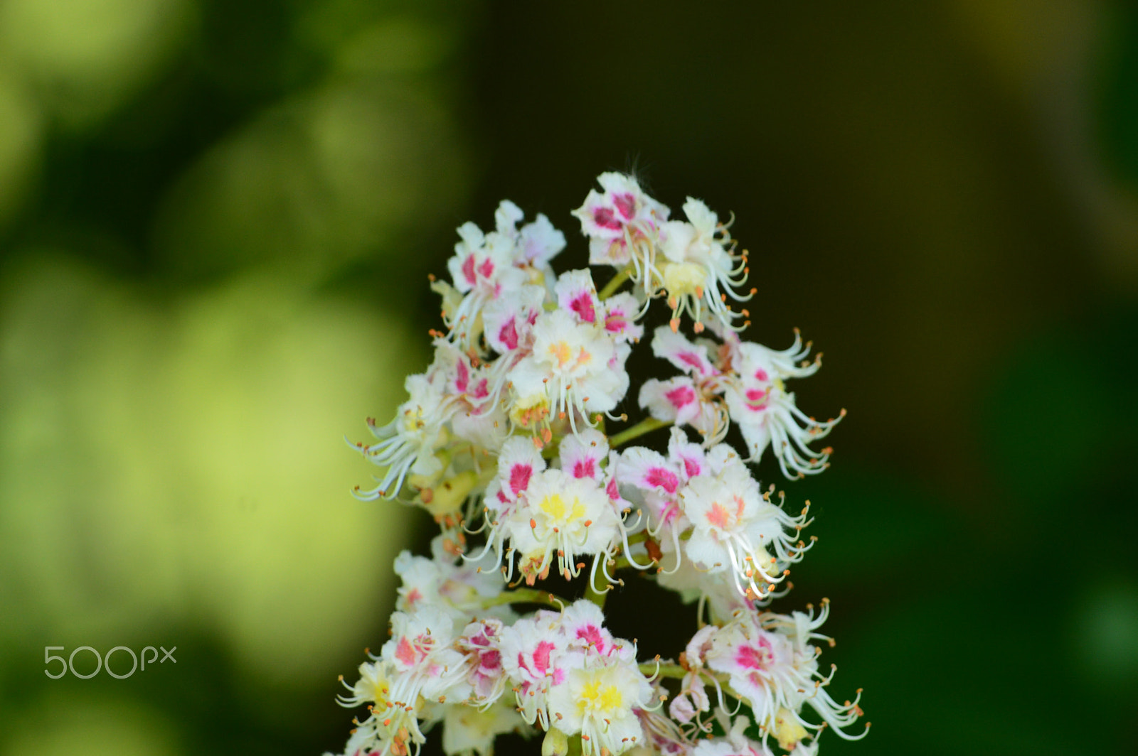 Nikon D3200 sample photo. Sweet chestnut tree photography