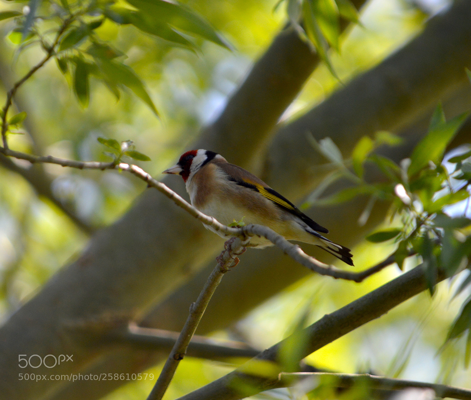 Nikon D3200 sample photo. Goldfinch photography