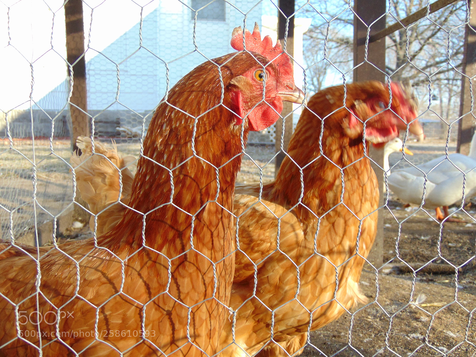 Sony Cyber-shot DSC-H300 sample photo. 028.jpg photography