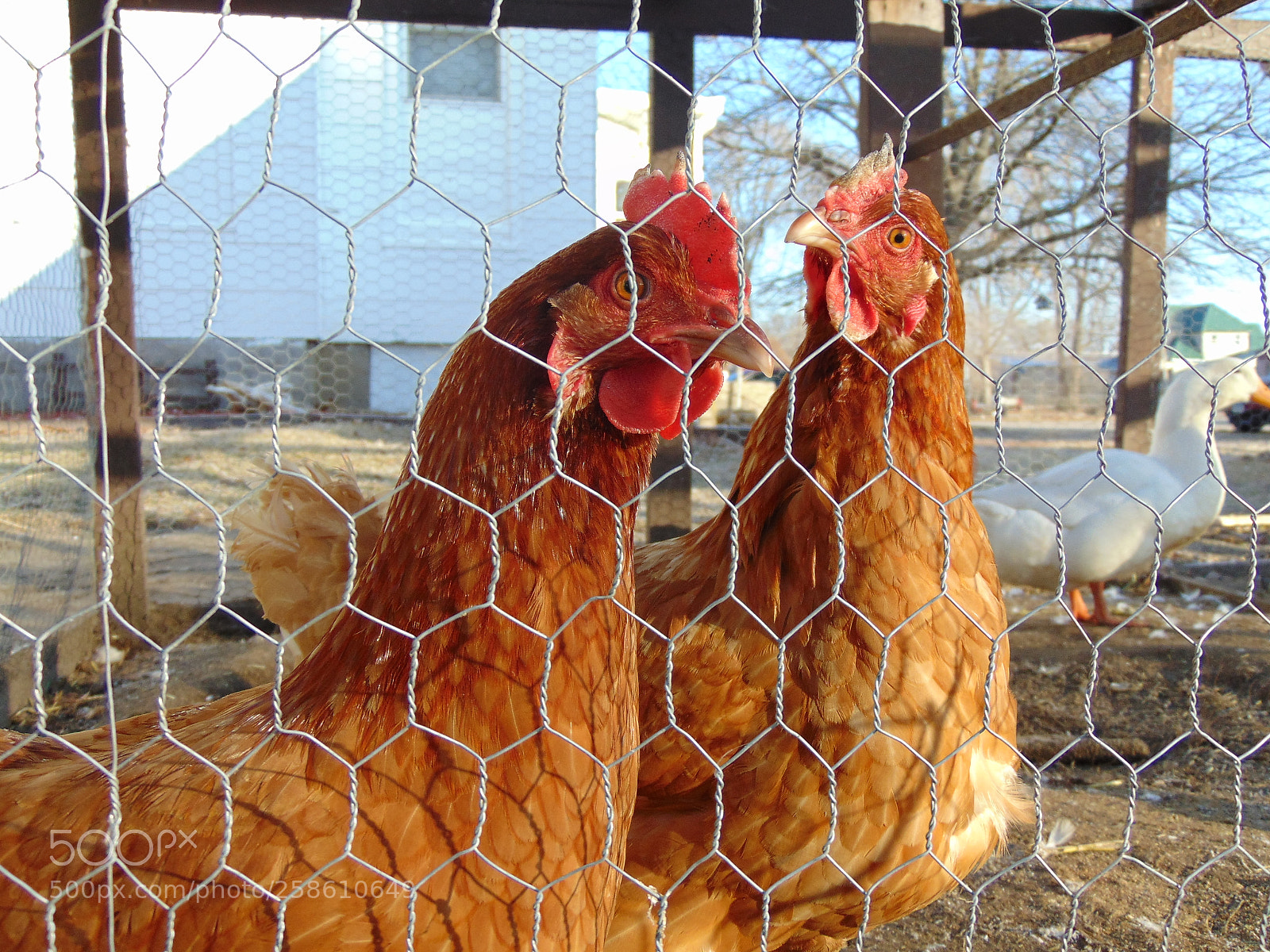Sony Cyber-shot DSC-H300 sample photo. 029.jpg photography