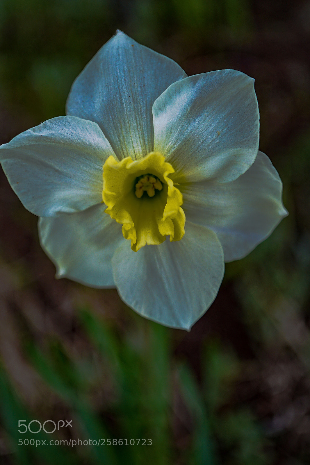 Sony a7 II sample photo. First daffodil  photography