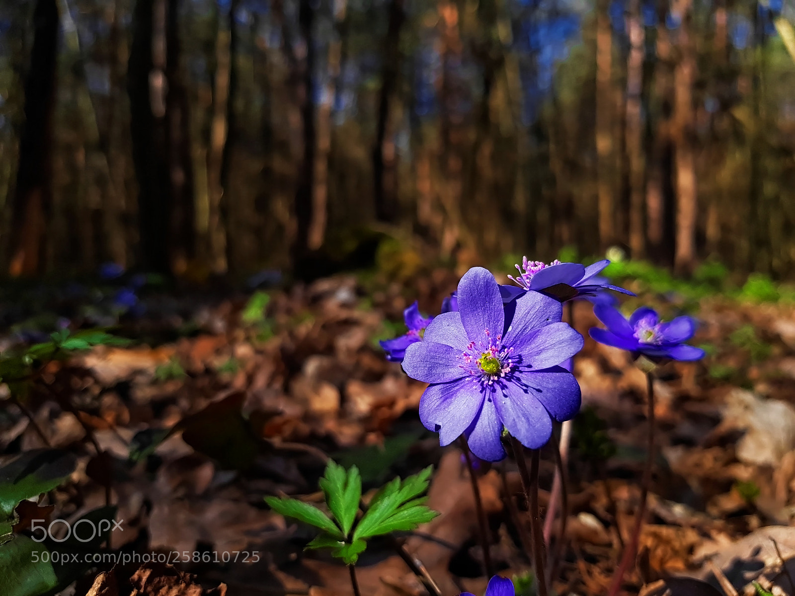 Samsung Galaxy S7 Edge sample photo. Spring flower photography