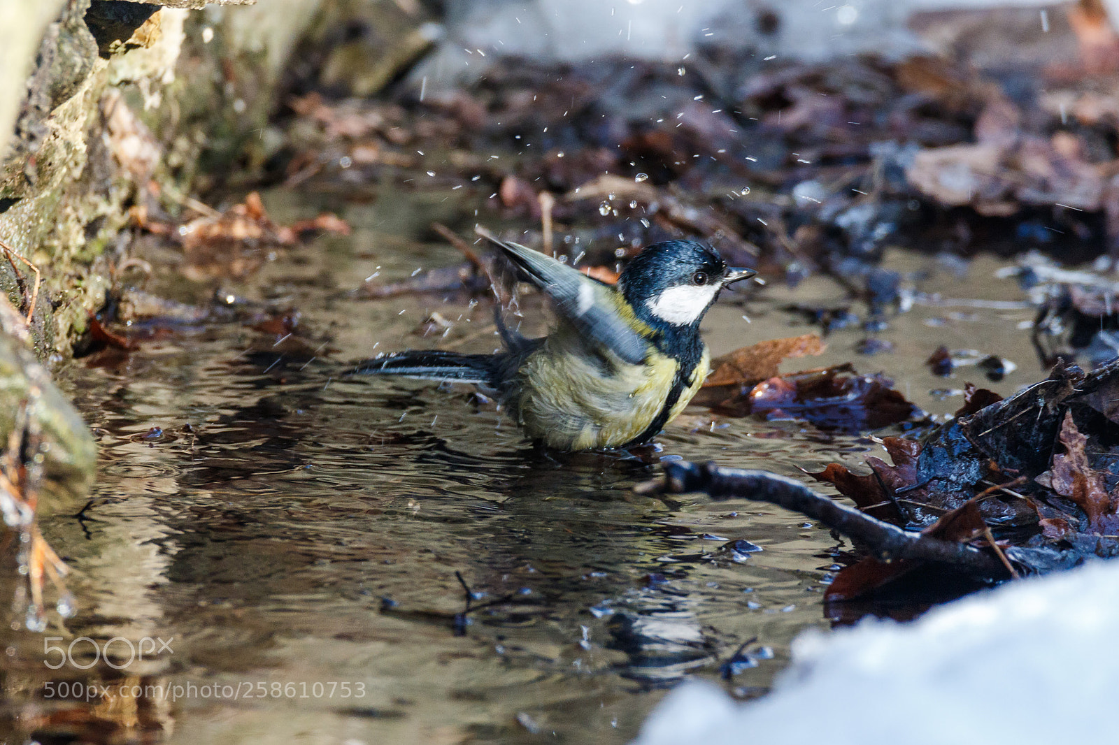 Canon EOS 7D Mark II sample photo. Bath day (*) photography