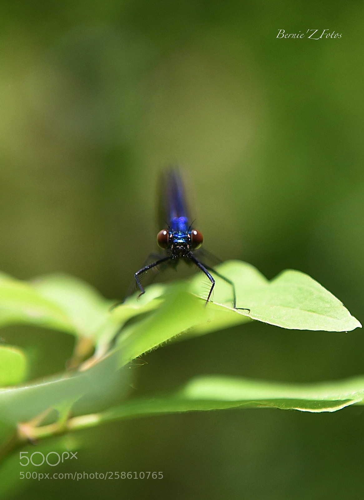 Nikon D750 sample photo. Dragonfly photography
