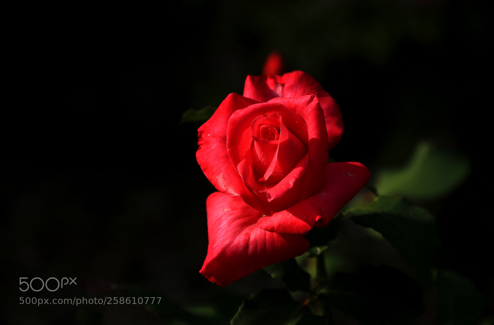 Canon EOS 7D Mark II sample photo. Red rose photography