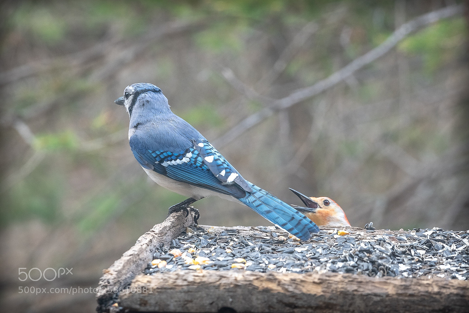 Sony a7R III sample photo. Woodpecker vs blue jay photography