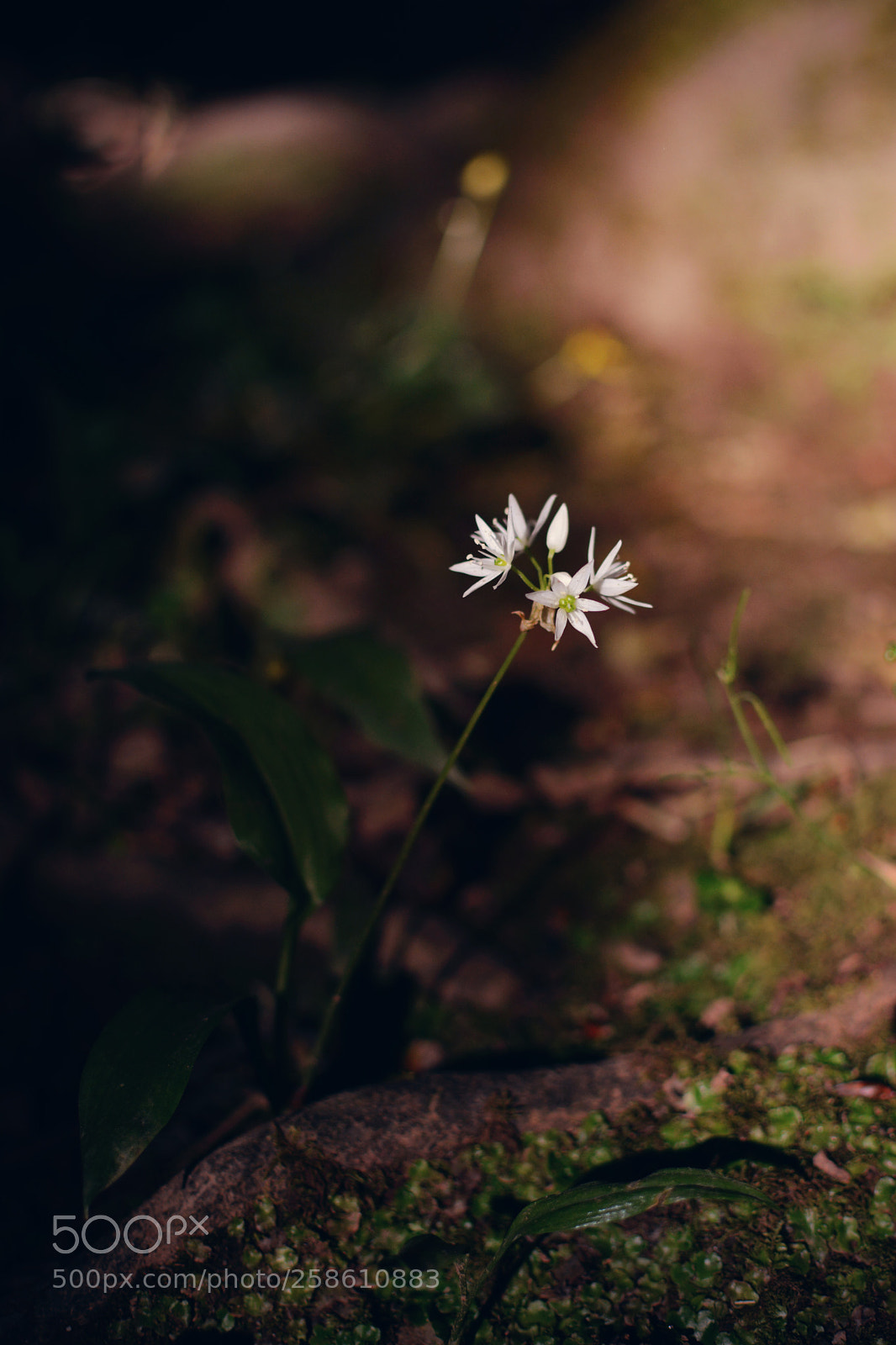 Nikon D7100 sample photo. Ramson photography