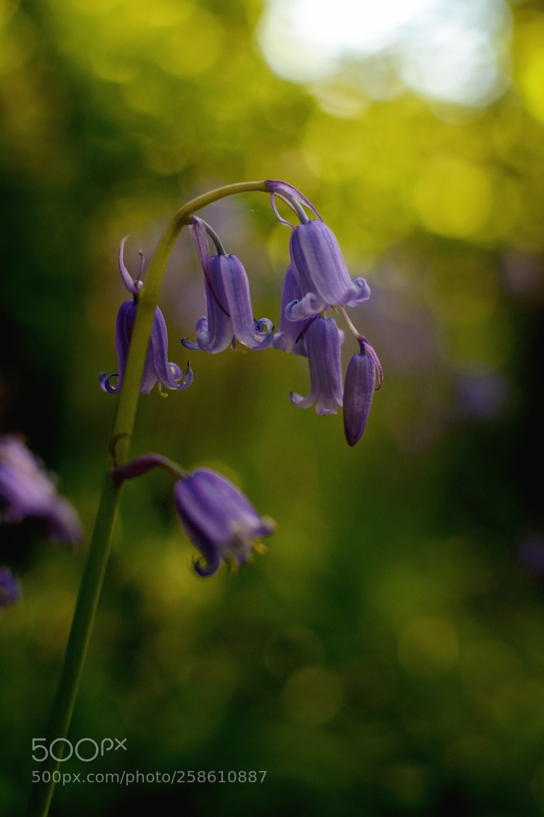 Nikon D7100 sample photo. Bluebell photography