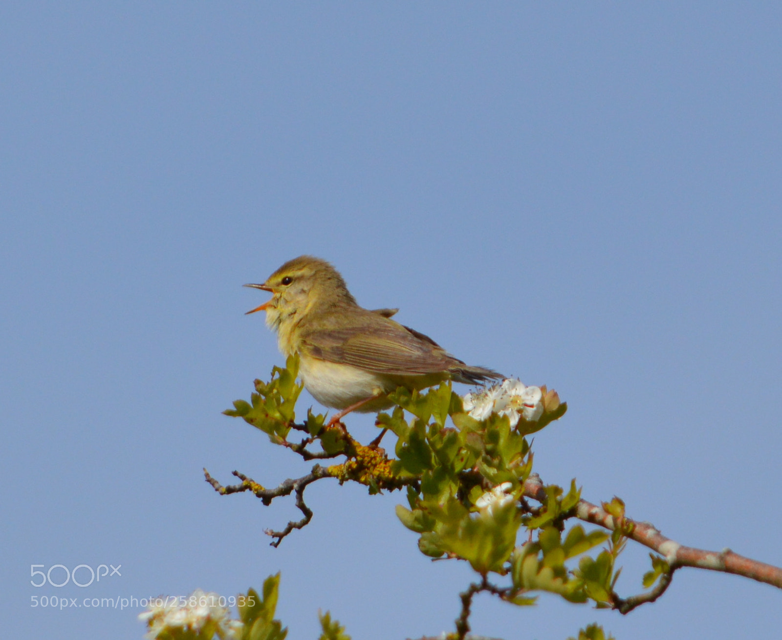 Nikon D3200 sample photo. Chiff chaff photography