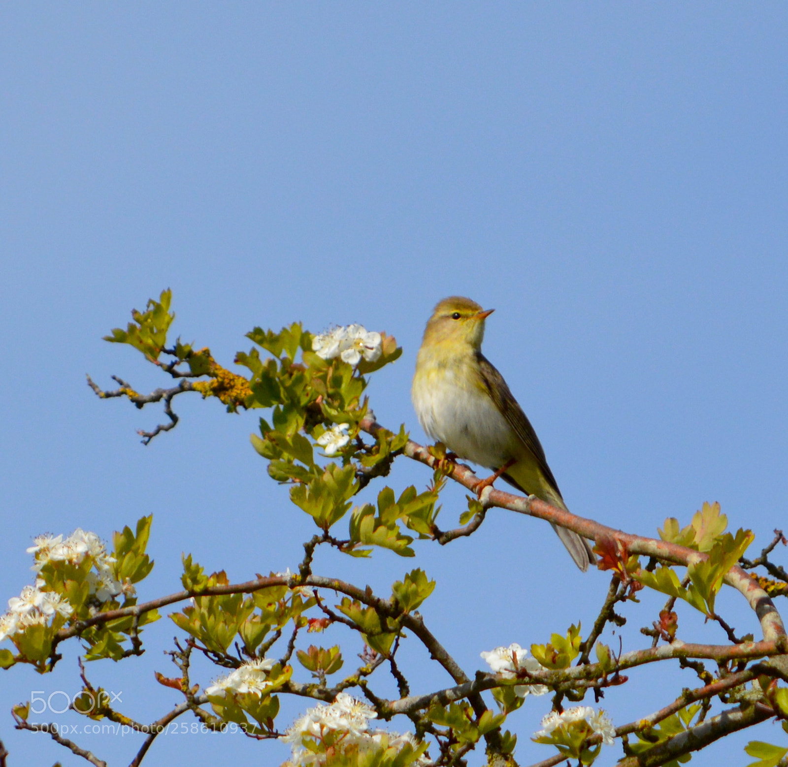 Nikon D3200 sample photo. Chiff-chaff photography