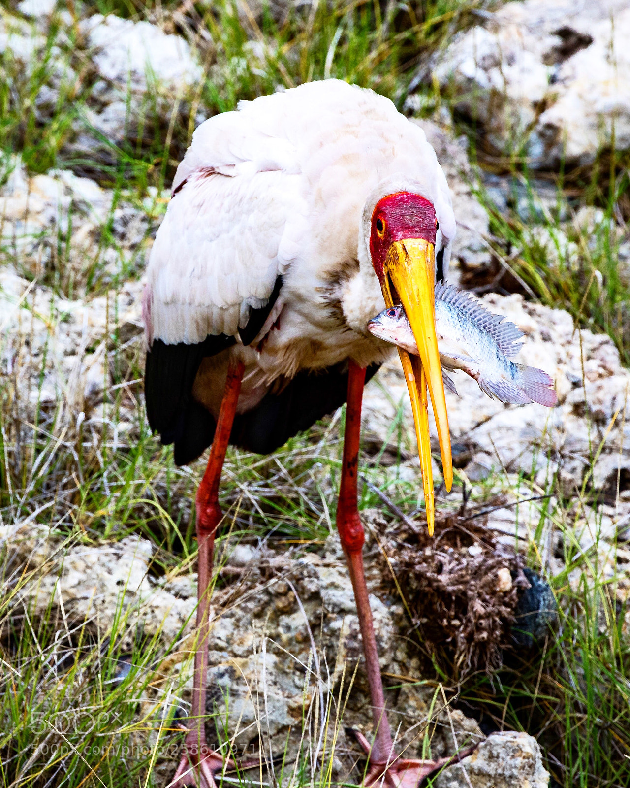Canon EOS 5D Mark IV sample photo. Yellow billed stork photography