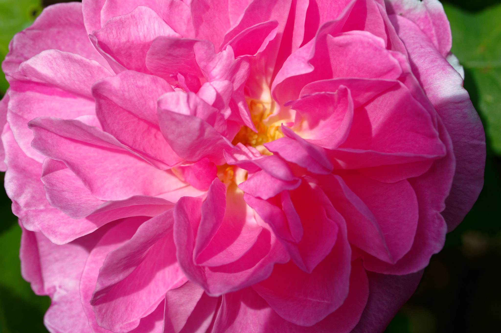 Pentax smc D-FA 50mm F2.8 Macro sample photo. Pentax k3 11 50mm macro , roses photography