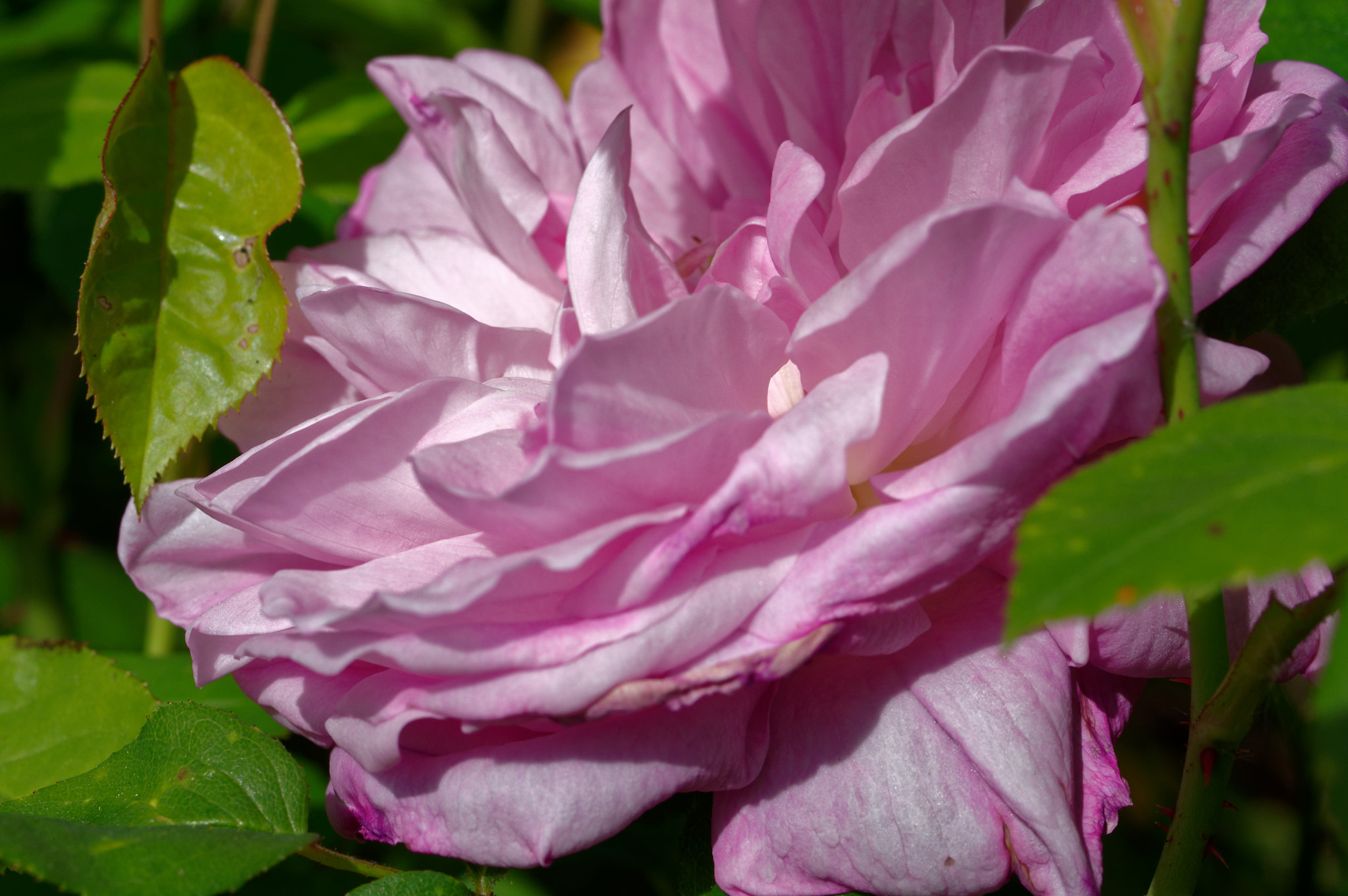 Pentax K-3 II + Pentax smc D-FA 50mm F2.8 Macro sample photo. Pentax k3 11 50mm macro , roses photography