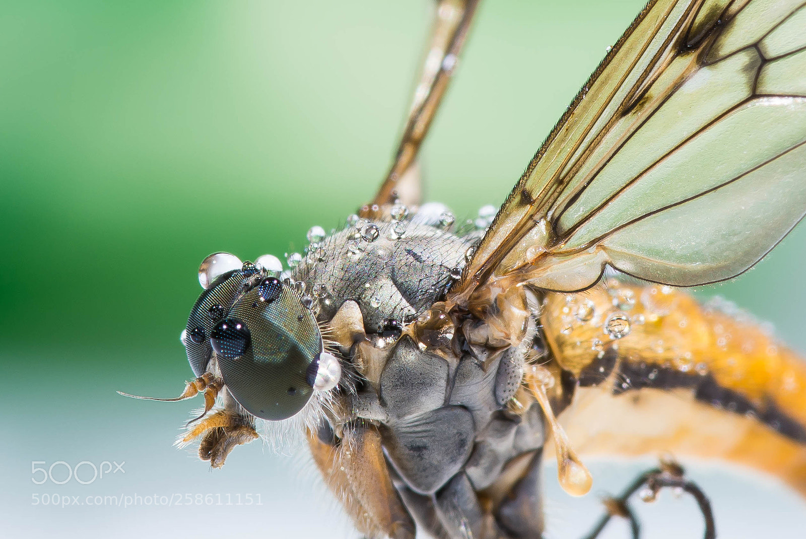 Nikon D7200 sample photo. Macro photography
