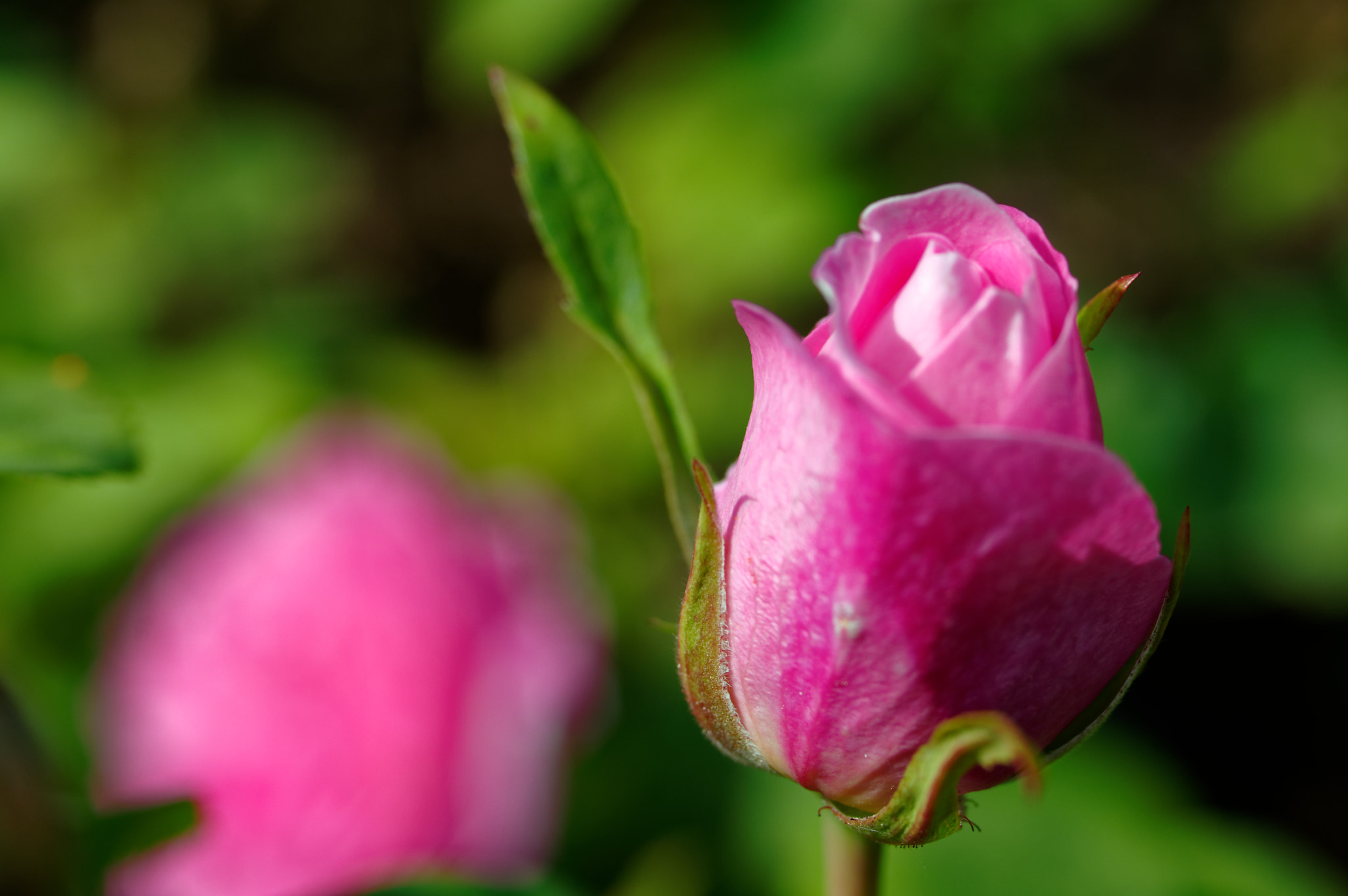 Pentax K-3 II + Pentax smc D-FA 50mm F2.8 Macro sample photo. Pentax k3 11 50mm macro , roses photography