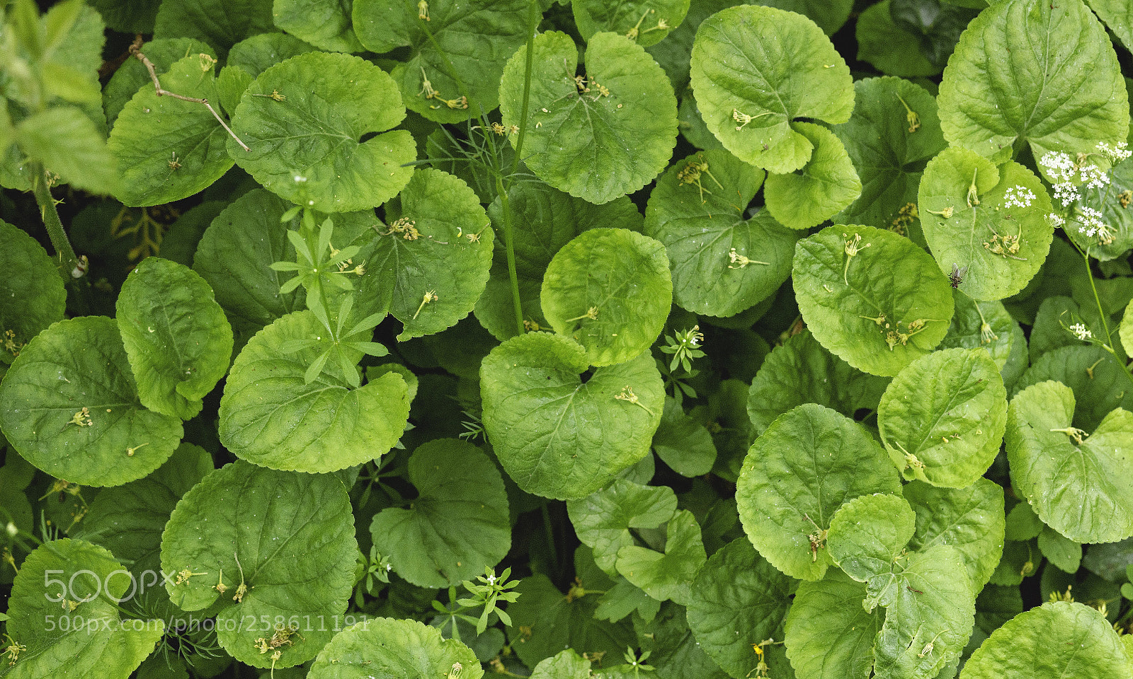 Canon EOS 5DS R sample photo. Spot the fly photography