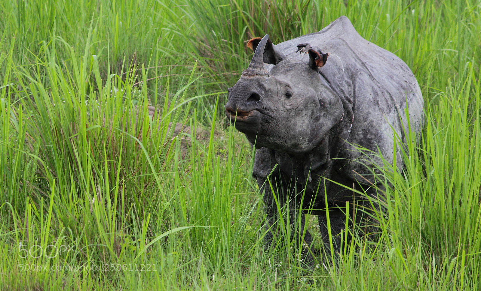 Canon EOS 600D (Rebel EOS T3i / EOS Kiss X5) sample photo. Pride of assam photography