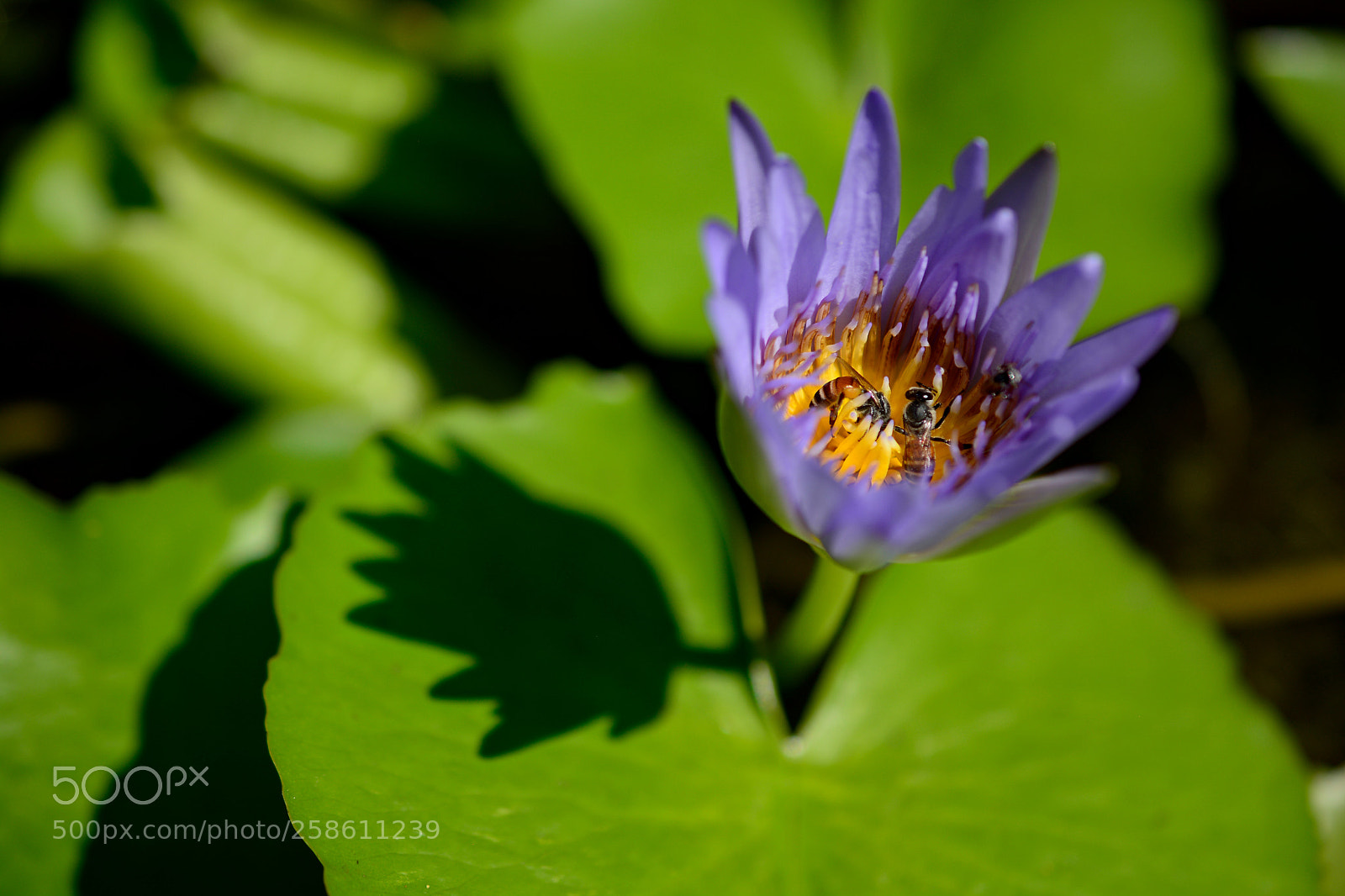 Nikon D5200 sample photo. Purple photography