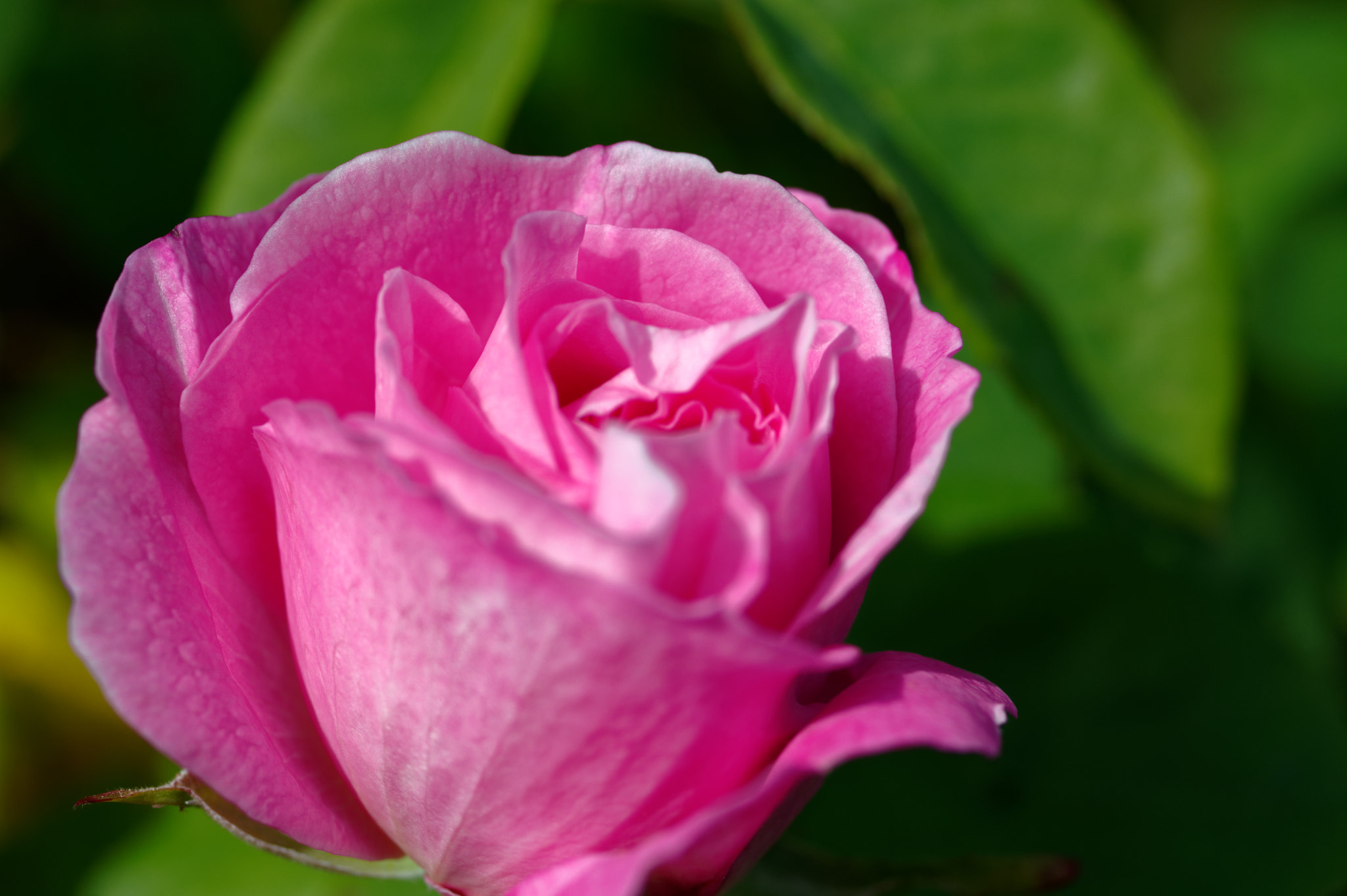 Pentax K-3 II + Pentax smc D-FA 50mm F2.8 Macro sample photo. Pentax k3 11 50mm macro , roses photography