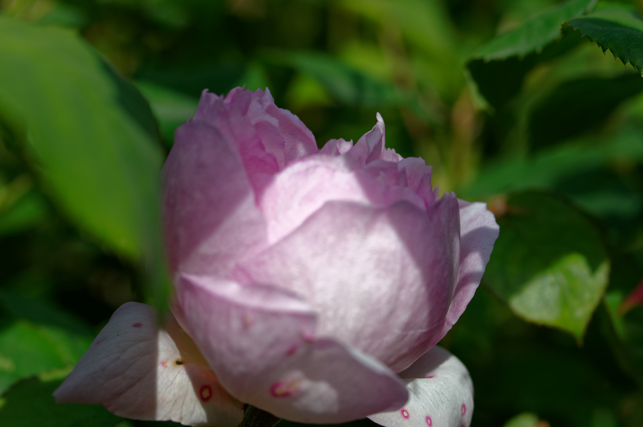 Pentax K-3 II sample photo. Pentax k3 11 50mm macro , roses photography