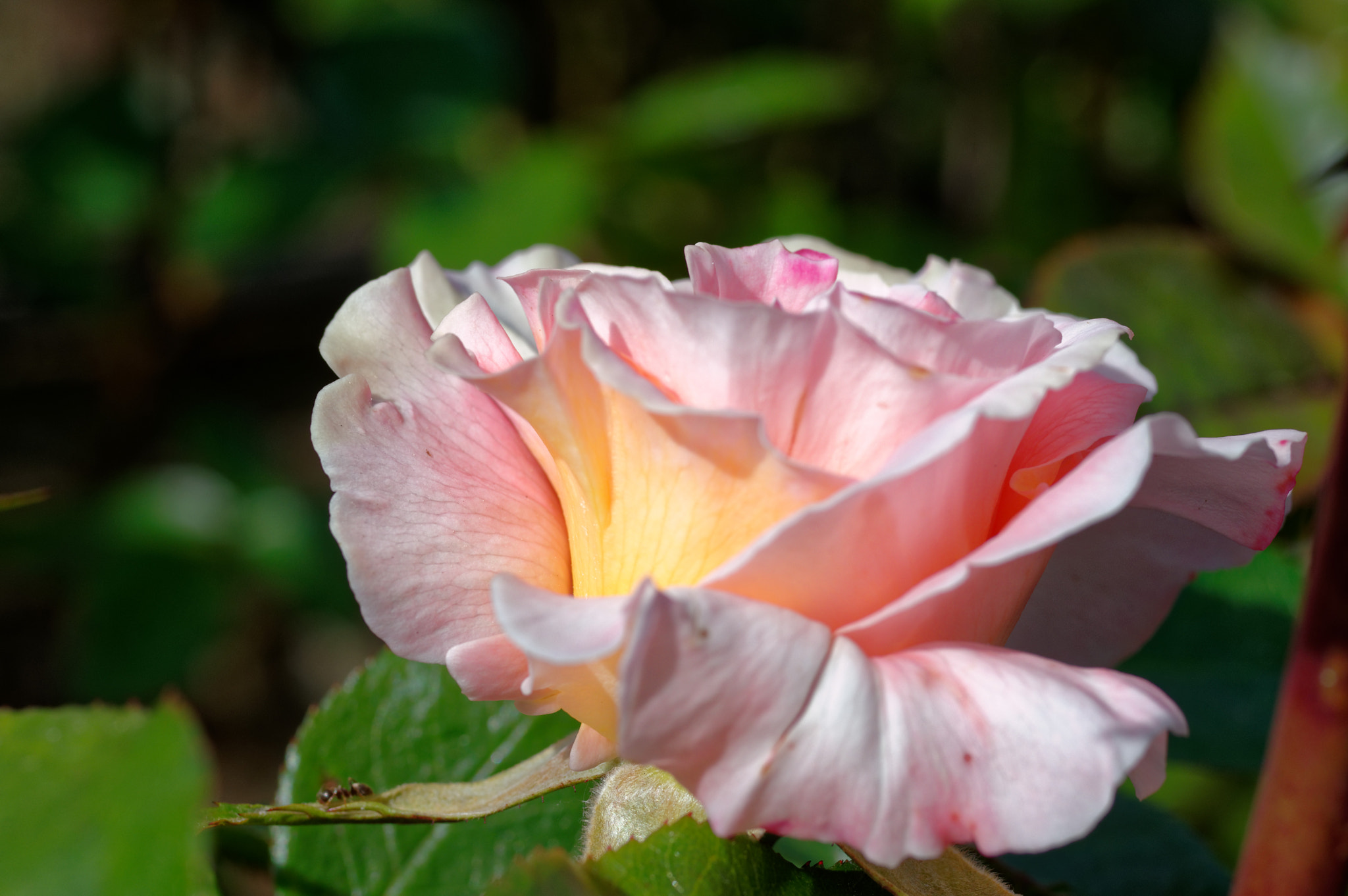 Pentax K-3 II sample photo. Pentax k3 11 50mm macro , roses photography