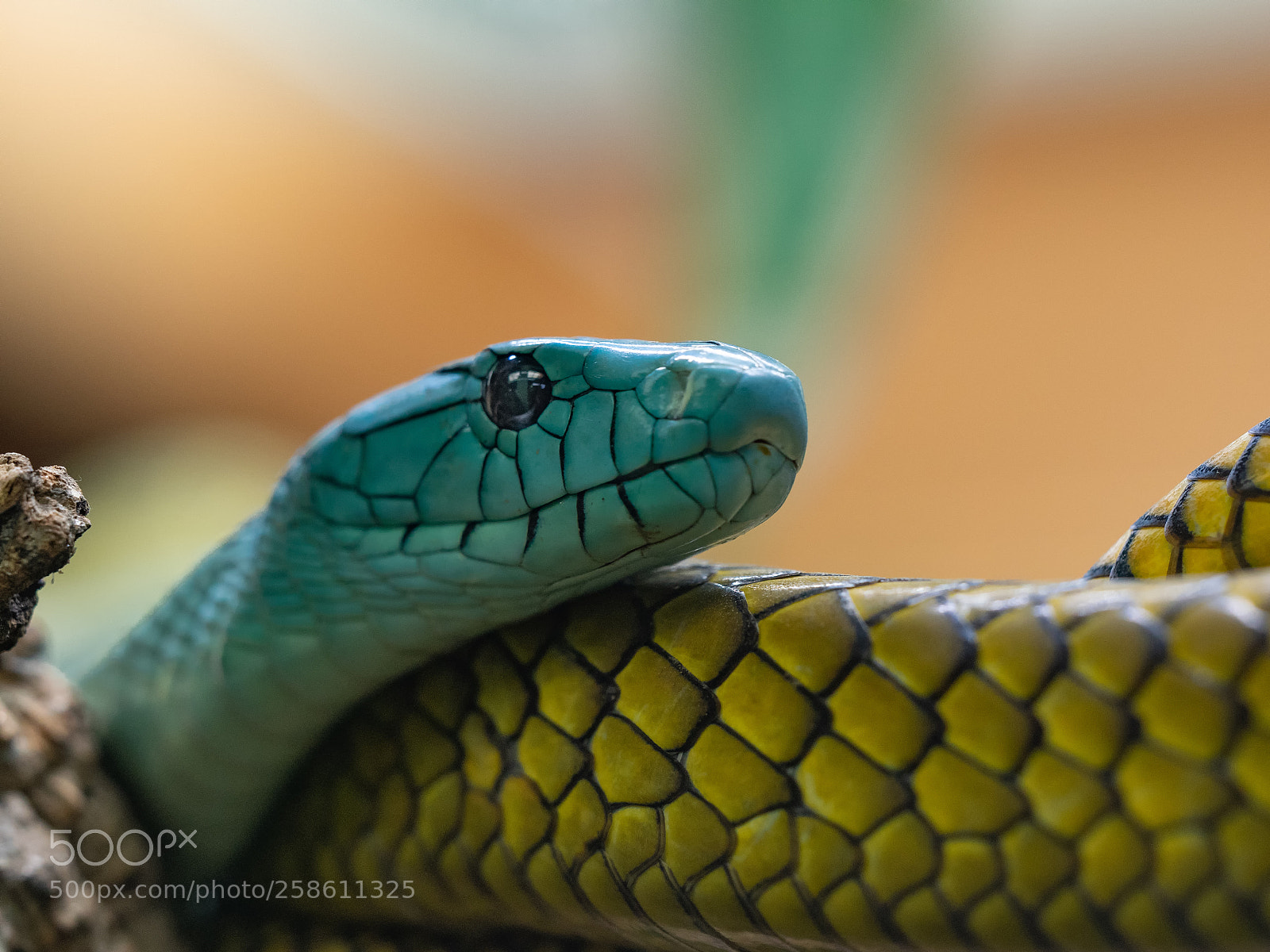 Olympus OM-D E-M1 sample photo. Mamba.... photography