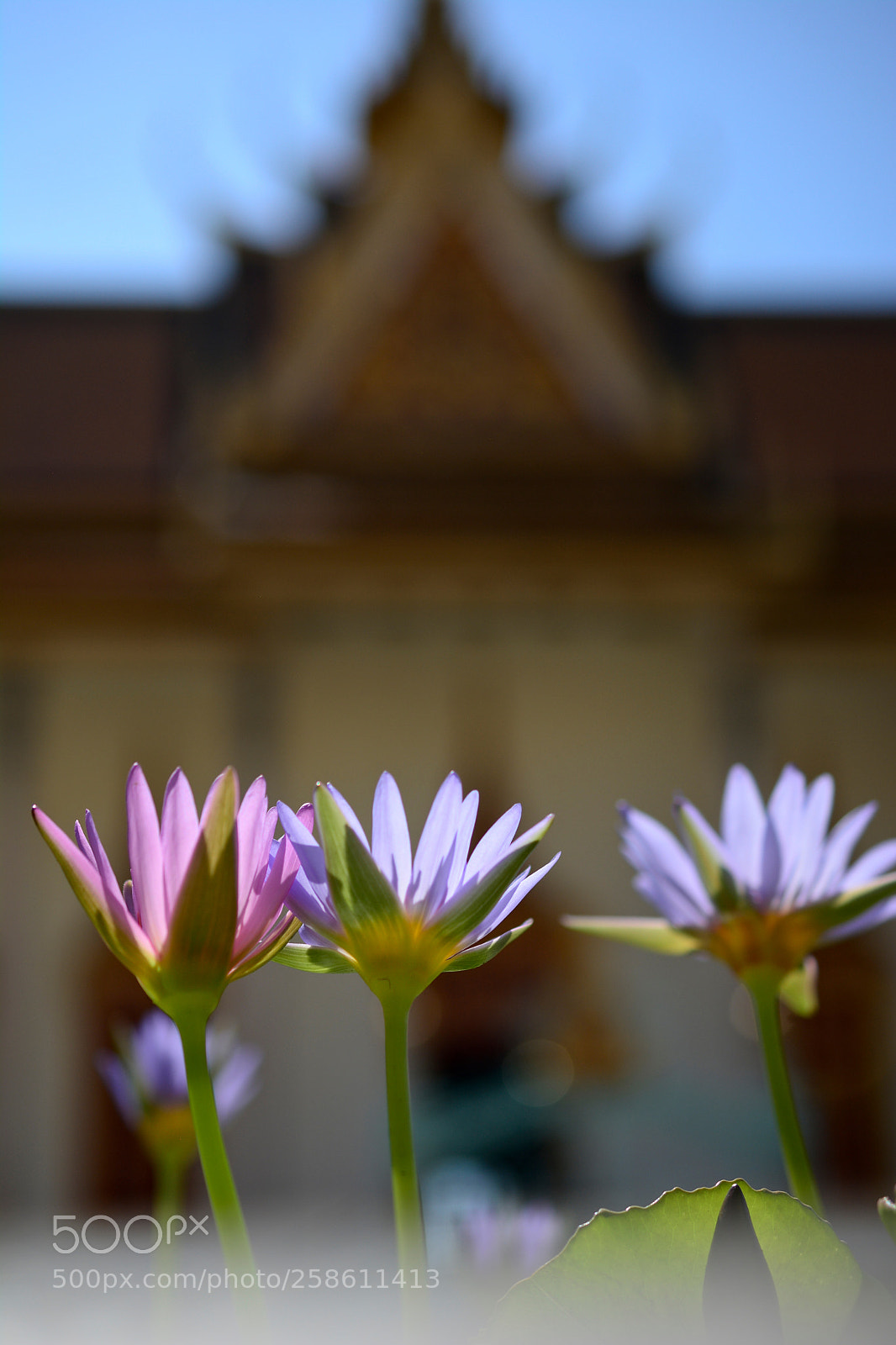 Nikon D5200 sample photo. Lotus photography
