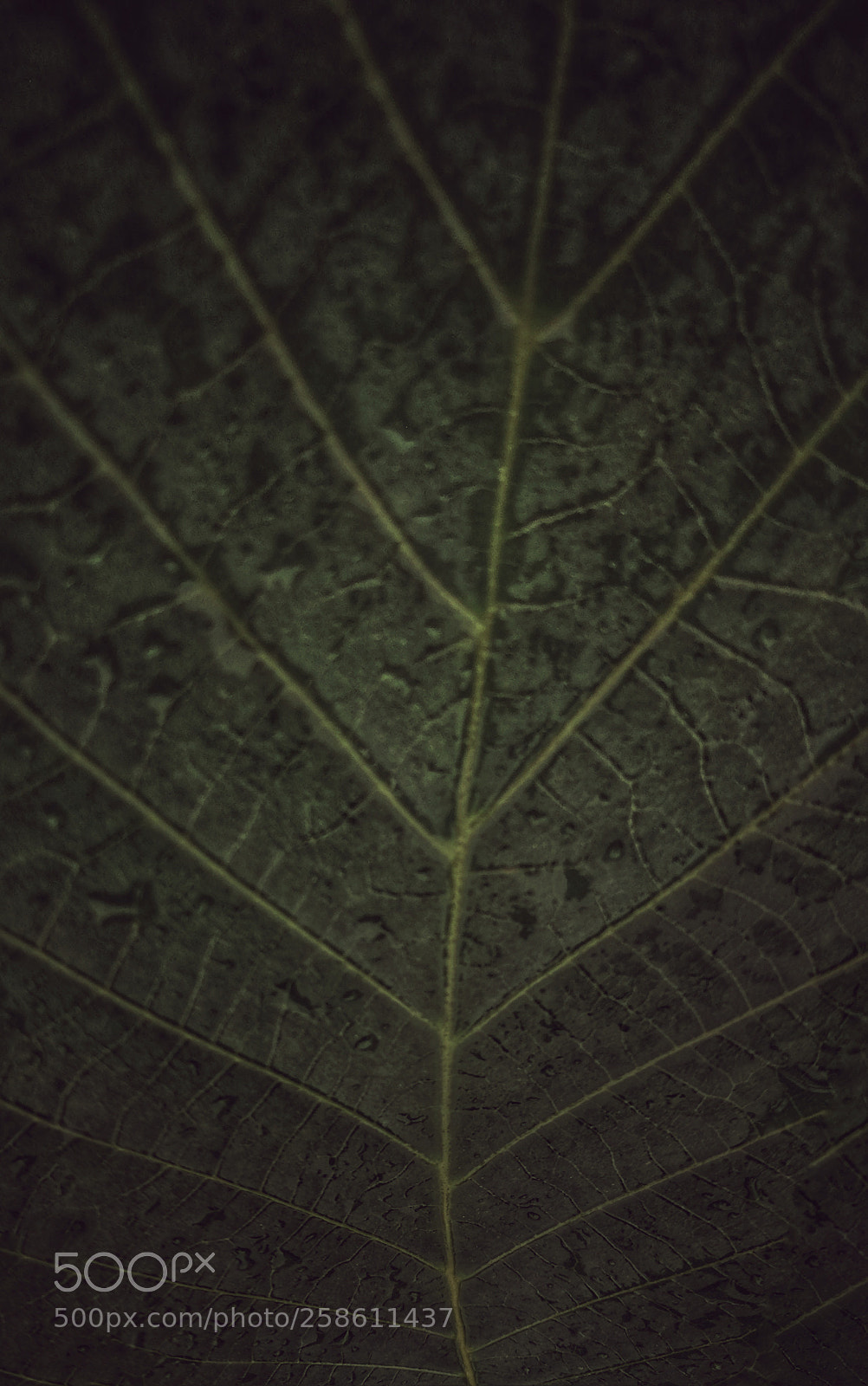 HUAWEI P20 lite sample photo. Untitled photography