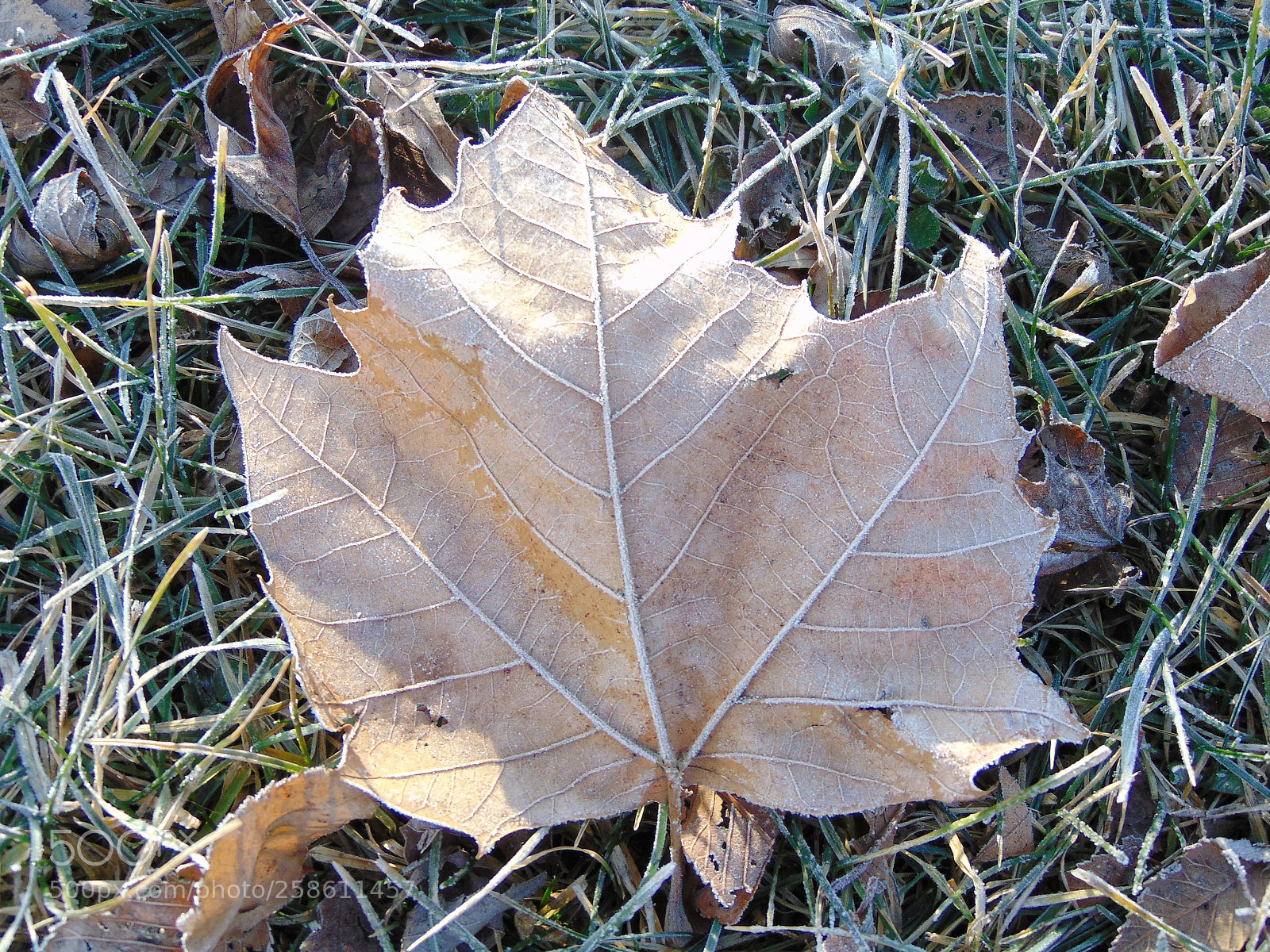 Sony Cyber-shot DSC-H300 sample photo. 047.jpg photography