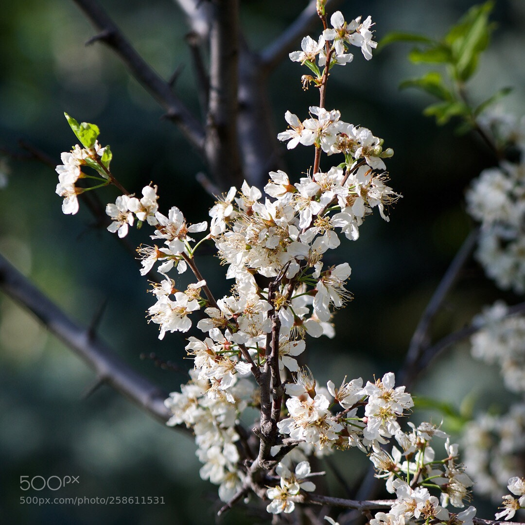 Nikon D500 sample photo. Untitled photography
