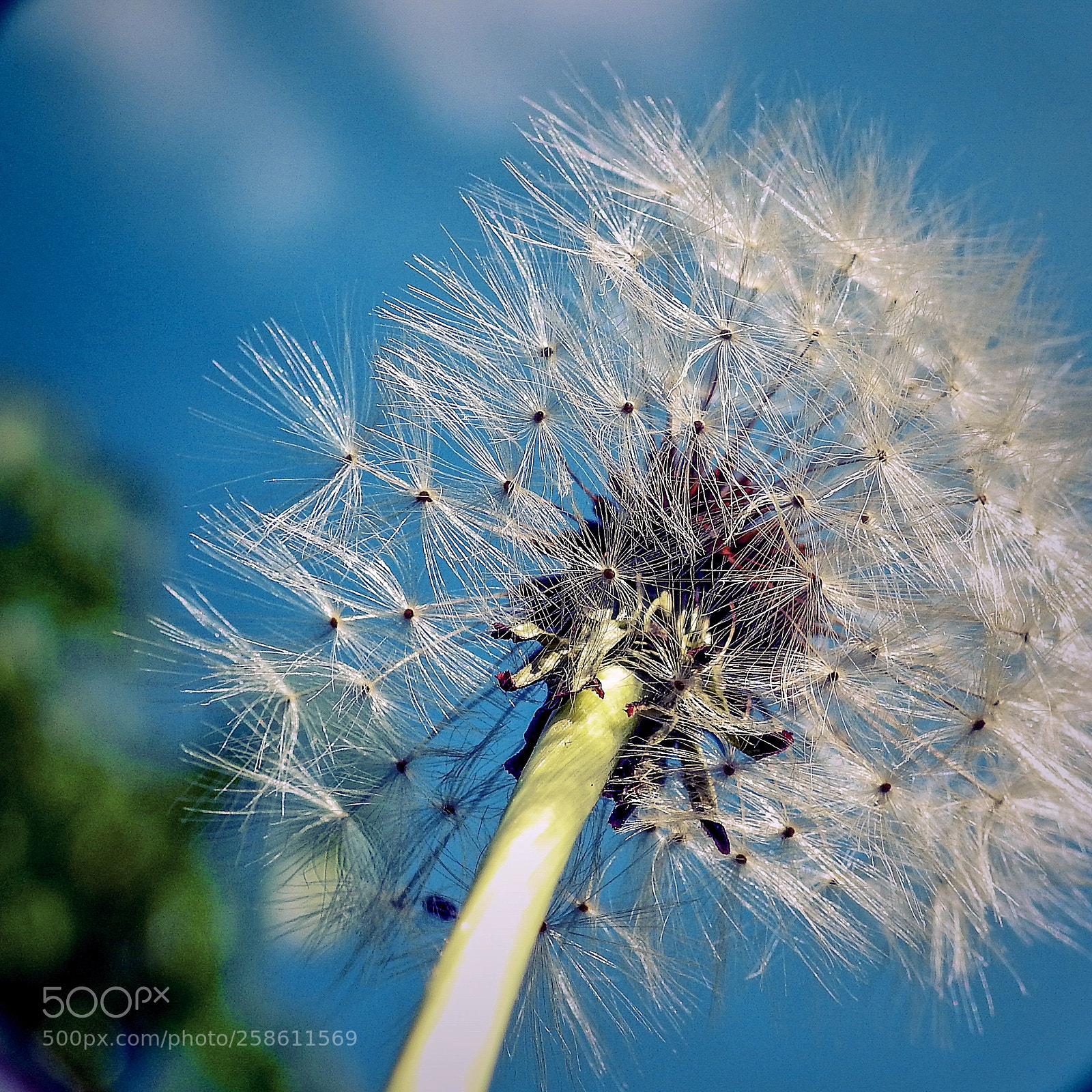 Nikon Coolpix P900 sample photo. Dandelion photography