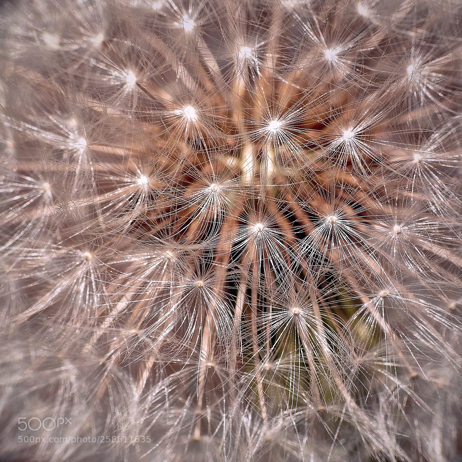 Nikon Coolpix P900 sample photo. Dandelion photography