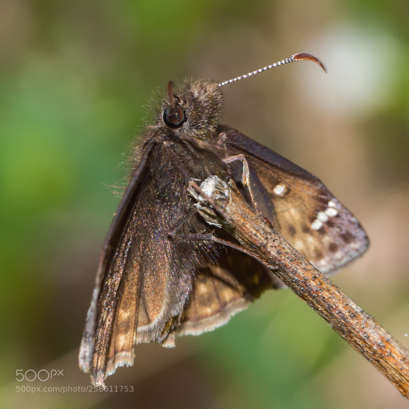 Nikon D7200 sample photo. Juvenal’s duskywing photography