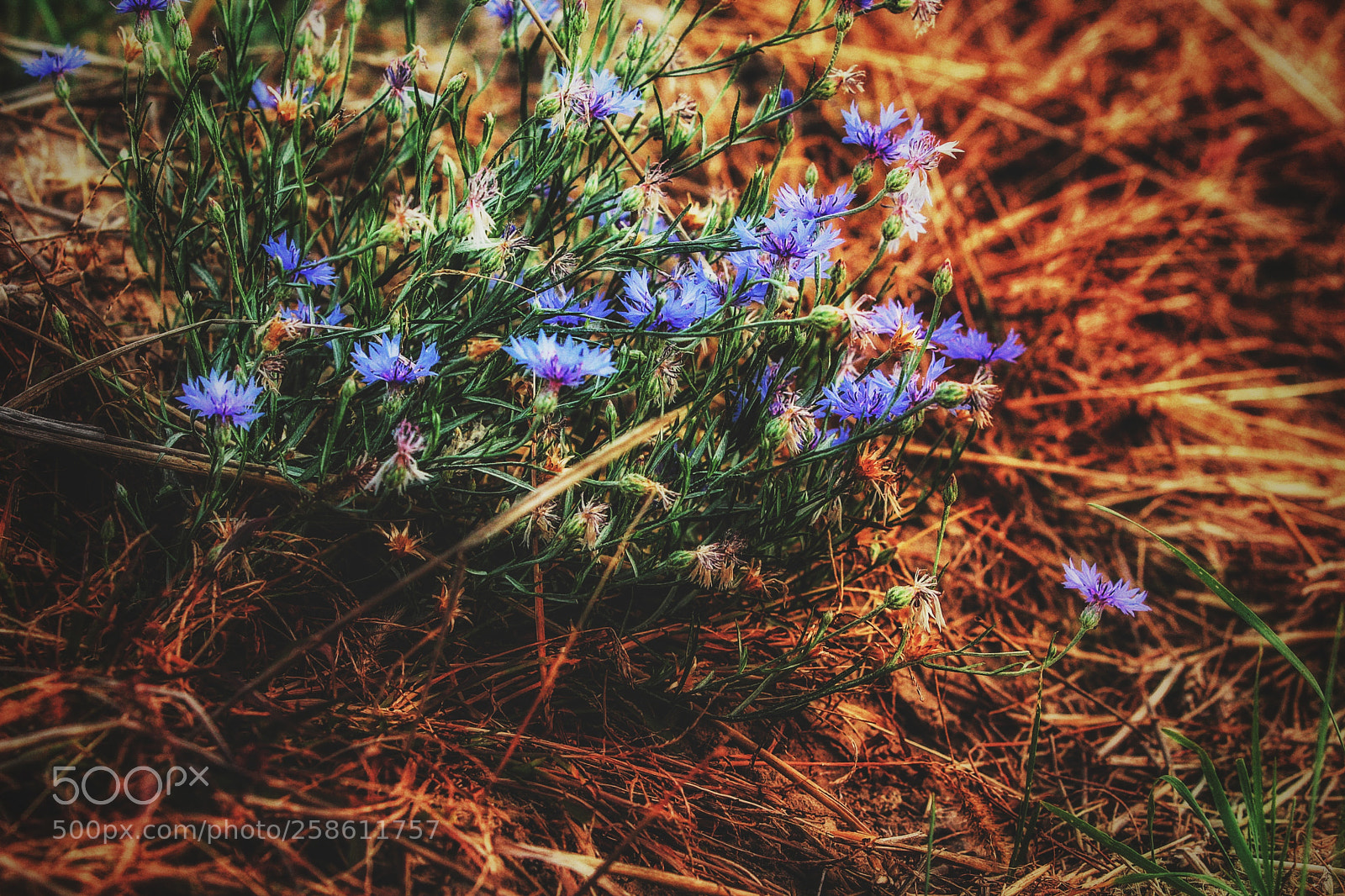 Canon EOS 650D (EOS Rebel T4i / EOS Kiss X6i) sample photo. Flower.. photography