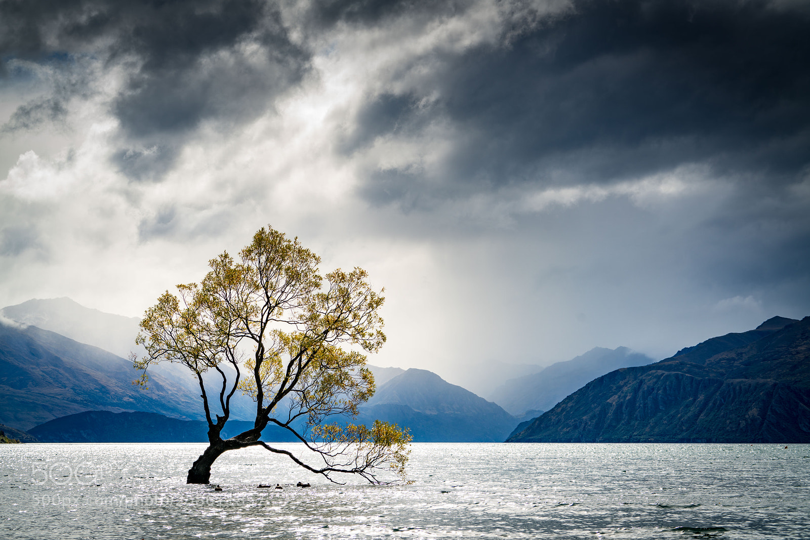 Sony a7R II sample photo. That wanaka tree photography