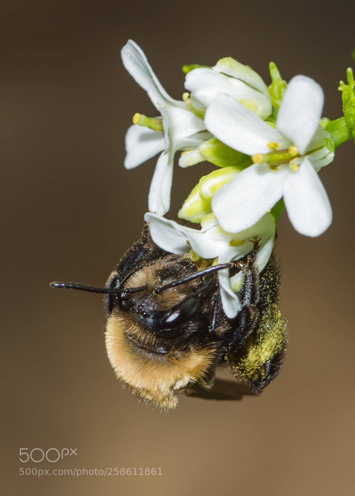 Nikon D7200 sample photo. Miner bee on mustard photography