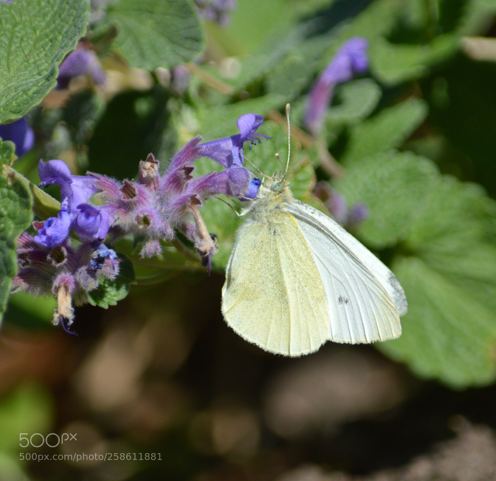 Nikon D3200 sample photo. Large white butterfly photography