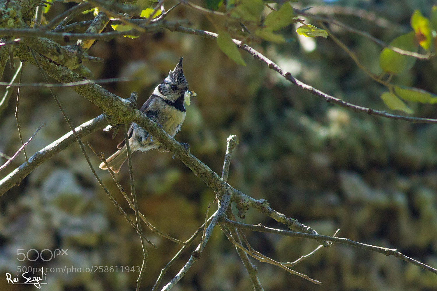 Canon EOS 7D sample photo. Crested tit photography