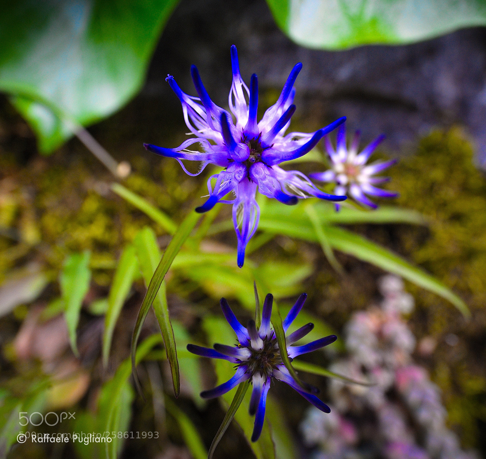 Nikon D3 sample photo. Flowers photography