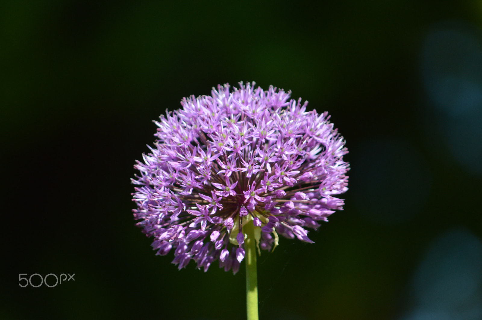 Nikon D3200 sample photo. Purple flower photography