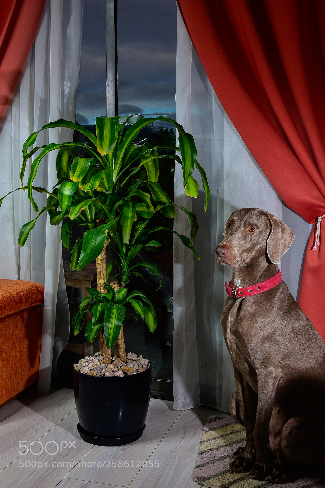 Nikon D7200 sample photo. Lola photography