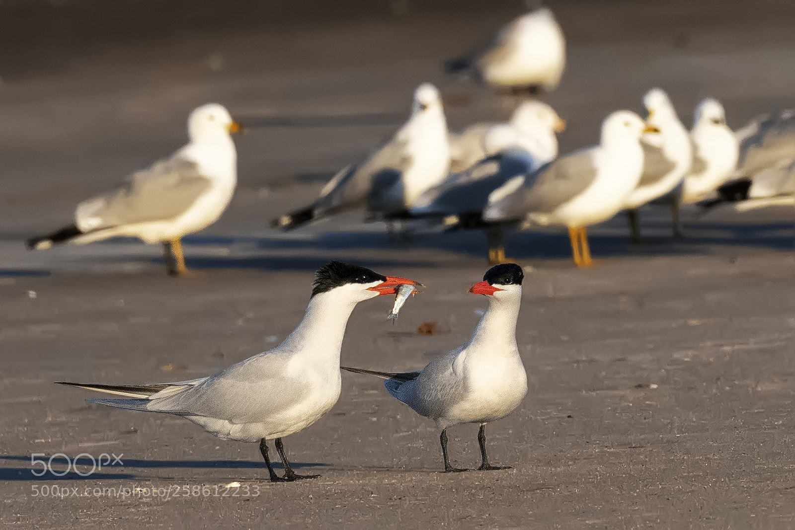 Nikon D850 sample photo. Caspian terns courtship photography