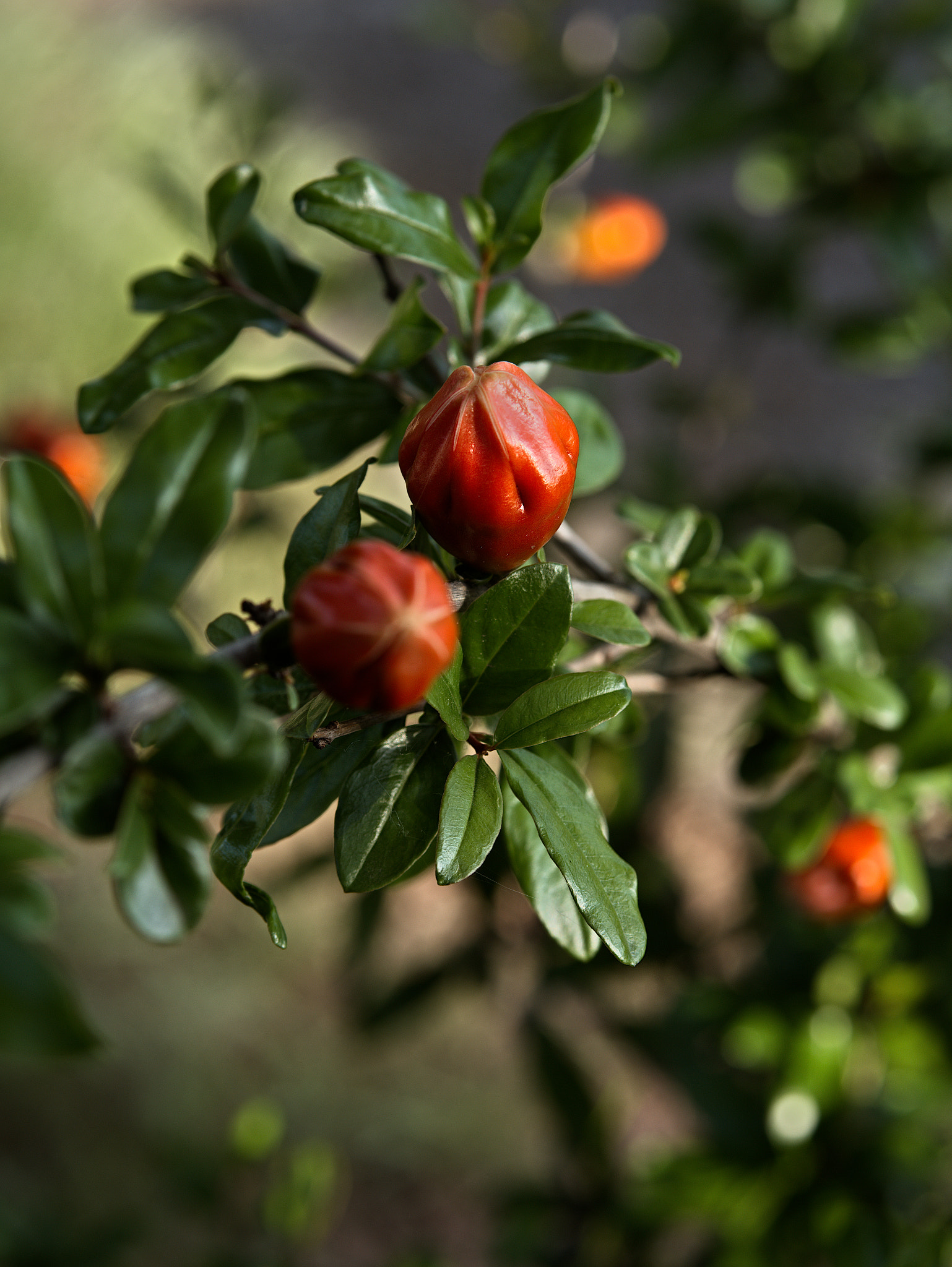 Panasonic Lumix DC-GX9 sample photo. Le printemps dans les parcs photography