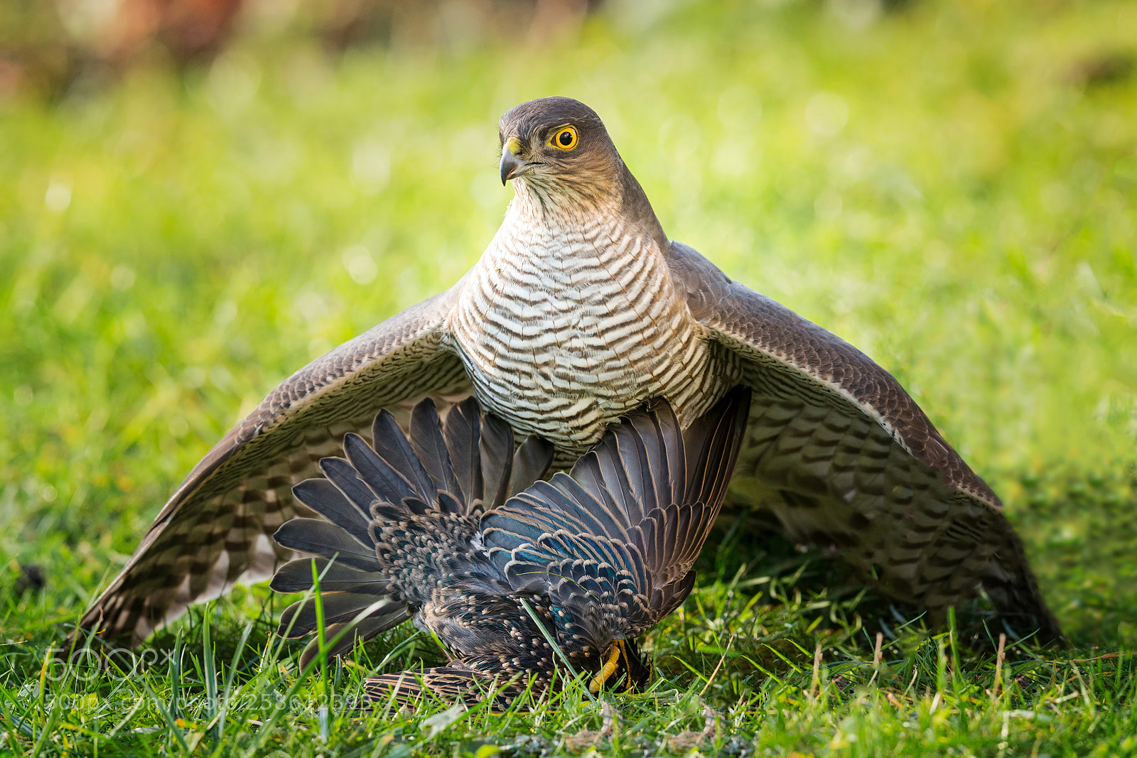 Canon EOS-1D X sample photo. The hunter photography